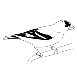 American Goldfinch 3 Free Coloring Page for Kids