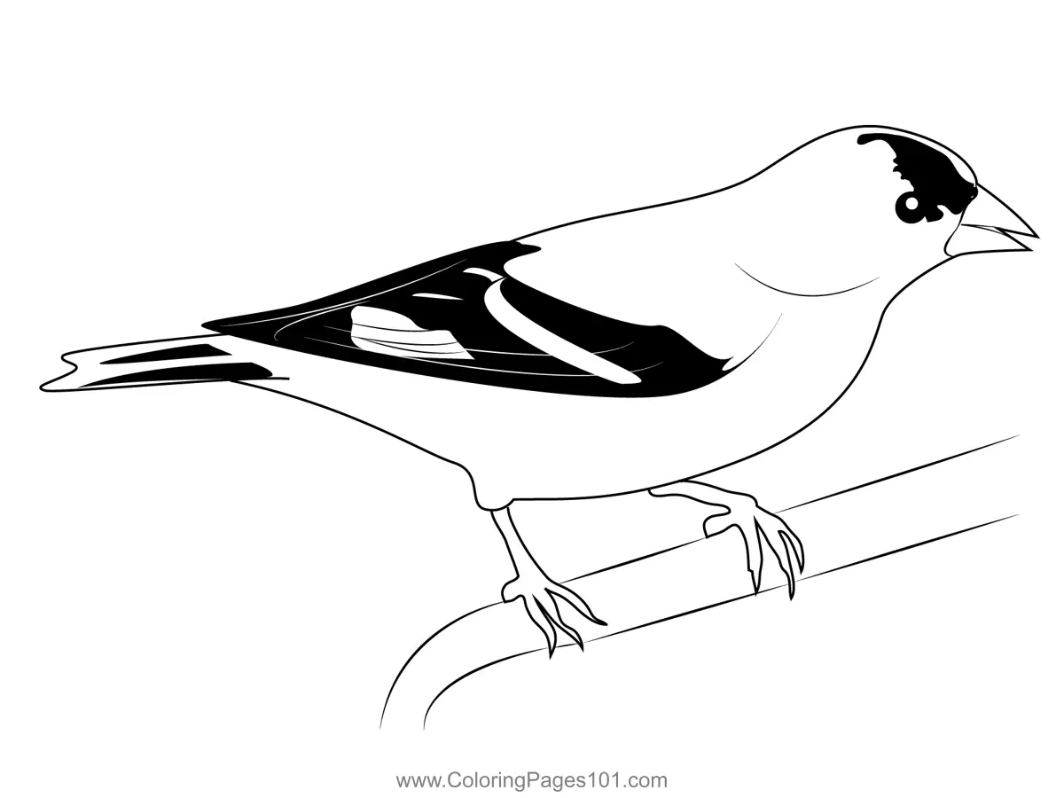 American Goldfinch 3 Coloring Page for Kids Free Finches Printable