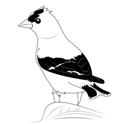 American Goldfinch 4 Free Coloring Page for Kids