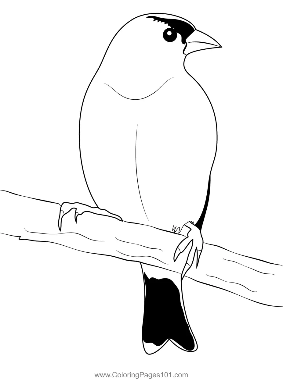 American Goldfinch 5 Coloring Page for Kids Free Finches Printable
