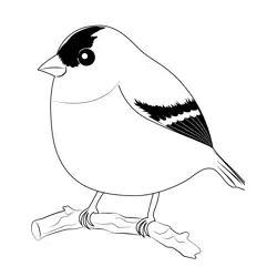 American Goldfinch 6 Free Coloring Page for Kids