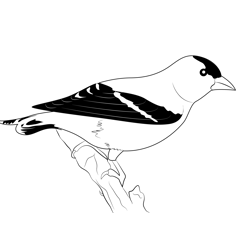 American Goldfinch 7 Free Coloring Page for Kids