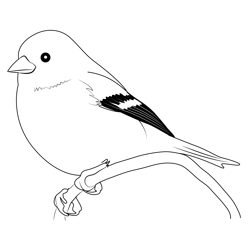 American Goldfinch Free Coloring Page for Kids