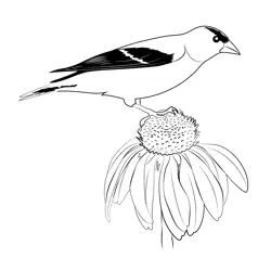 American Goldfinch On Flower Free Coloring Page for Kids
