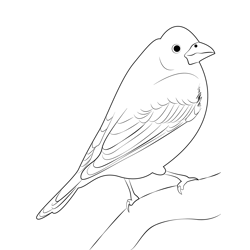 Beautiful Purple Finch Free Coloring Page for Kids
