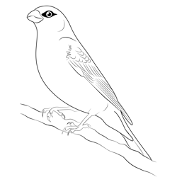 Blue Grosbeak Free Coloring Page for Kids