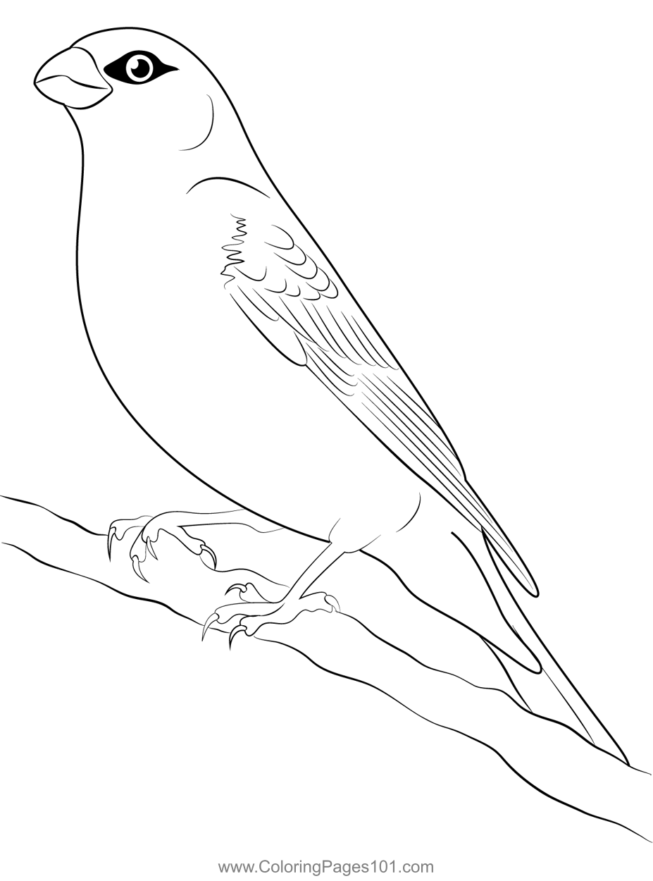 Blue Grosbeak Coloring Page for Kids - Free Finches Printable Coloring ...