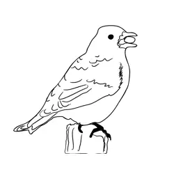 Brambling 1 Free Coloring Page for Kids