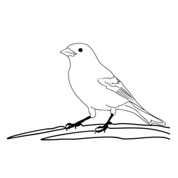 Brambling 2 Free Coloring Page for Kids