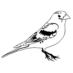 Brambling 3 Free Coloring Page for Kids