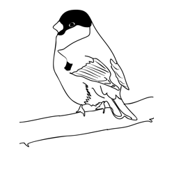 Bullfinch 2 Free Coloring Page for Kids
