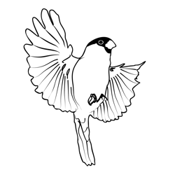 Bullfinch 3 Free Coloring Page for Kids