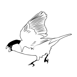 Bullfinch 4 Free Coloring Page for Kids