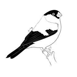 Bullfinch Canary Bird Free Coloring Page for Kids