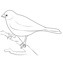 Canary Bird 1 Free Coloring Page for Kids
