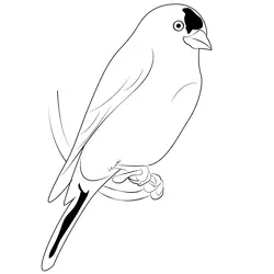 Canary Bird 2 Free Coloring Page for Kids