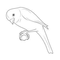 Canary Bird 3 Free Coloring Page for Kids