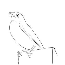 Canary Bird 4 Free Coloring Page for Kids