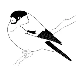 Canary Bird 5 Free Coloring Page for Kids