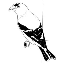 Canary Bird 6 Free Coloring Page for Kids