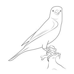 Canary Bird 7 Free Coloring Page for Kids