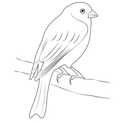 Canary Bird 8 Free Coloring Page for Kids