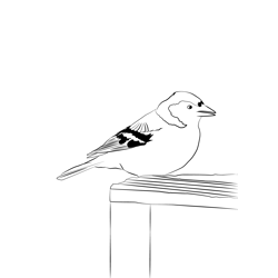 Chaffinch 1 Free Coloring Page for Kids