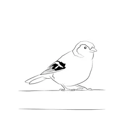 Chaffinch 10 Free Coloring Page for Kids