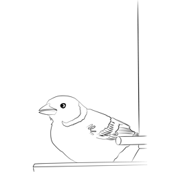 Chaffinch 11 Free Coloring Page for Kids