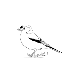 Chaffinch 12 Free Coloring Page for Kids
