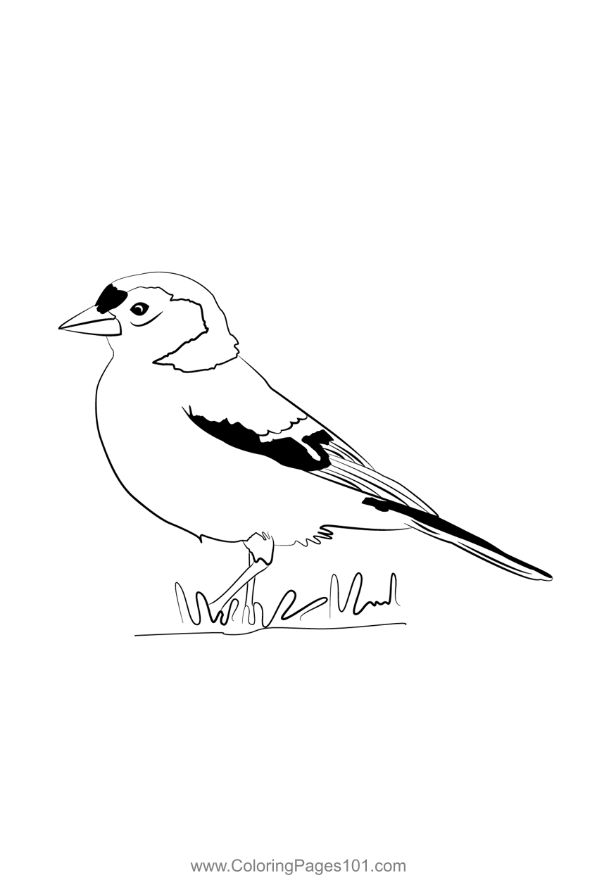 Chaffinch 12 Coloring Page for Kids - Free Finches Printable Coloring