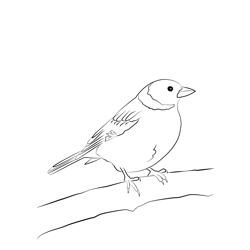 Chaffinch 13 Free Coloring Page for Kids