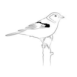 Chaffinch 14 Free Coloring Page for Kids