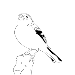 Chaffinch 15 Free Coloring Page for Kids
