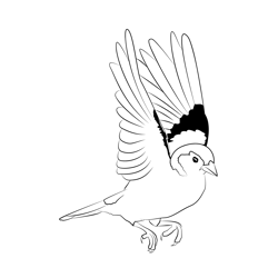 Chaffinch 16 Free Coloring Page for Kids