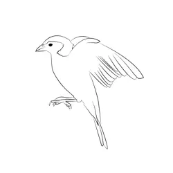 Chaffinch 17 Free Coloring Page for Kids