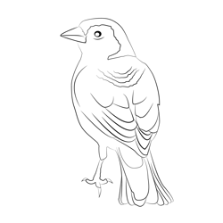 Chaffinch 18 Free Coloring Page for Kids
