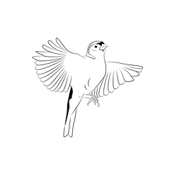 Chaffinch 2 Free Coloring Page for Kids