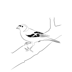 Chaffinch 3 Free Coloring Page for Kids