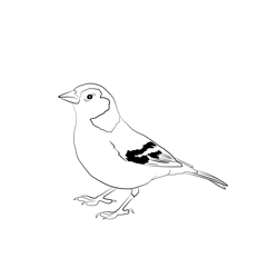 Chaffinch 4 Free Coloring Page for Kids
