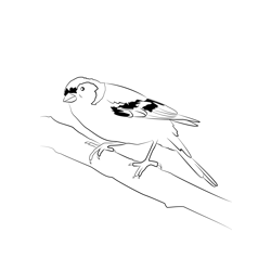 Chaffinch 5 Free Coloring Page for Kids