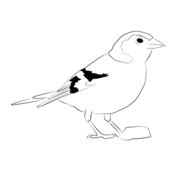 Chaffinch 7 Free Coloring Page for Kids