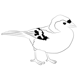 Chaffinch 9 Free Coloring Page for Kids