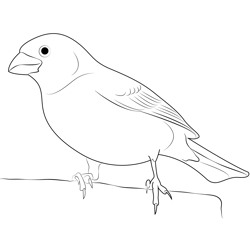 Close Up Purple Finch Free Coloring Page for Kids