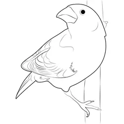 Common Pine Grosbeak Free Coloring Page for Kids