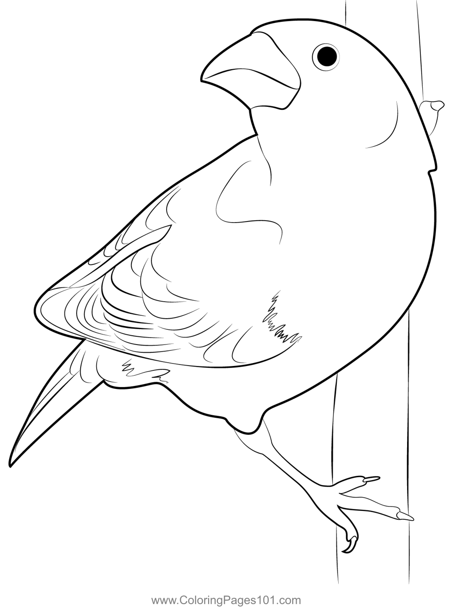 Common Pine Grosbeak