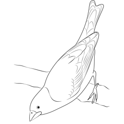 Common Purple Finch Free Coloring Page for Kids