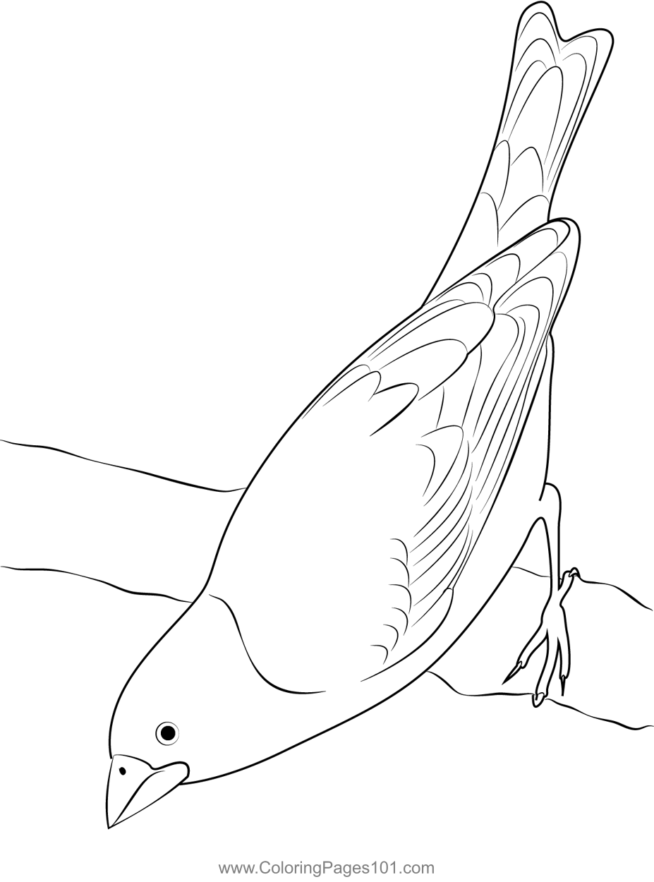 Common Purple Finch