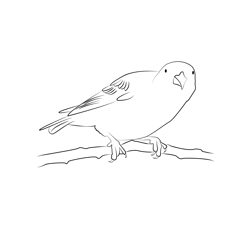 Crossbill 1 Free Coloring Page for Kids