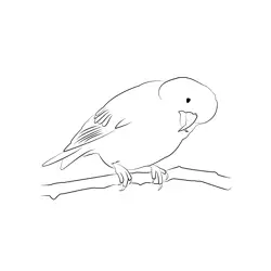 Crossbill 2 Free Coloring Page for Kids